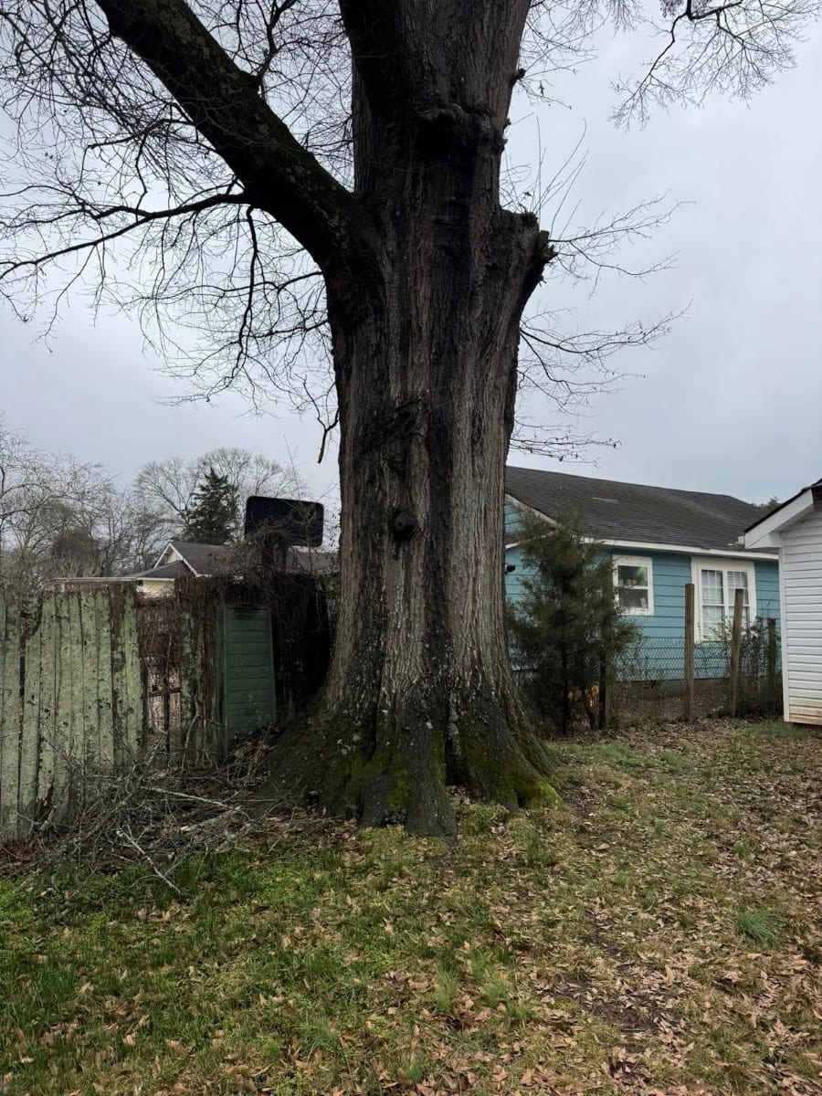 Walker's Tree Service, photo 3