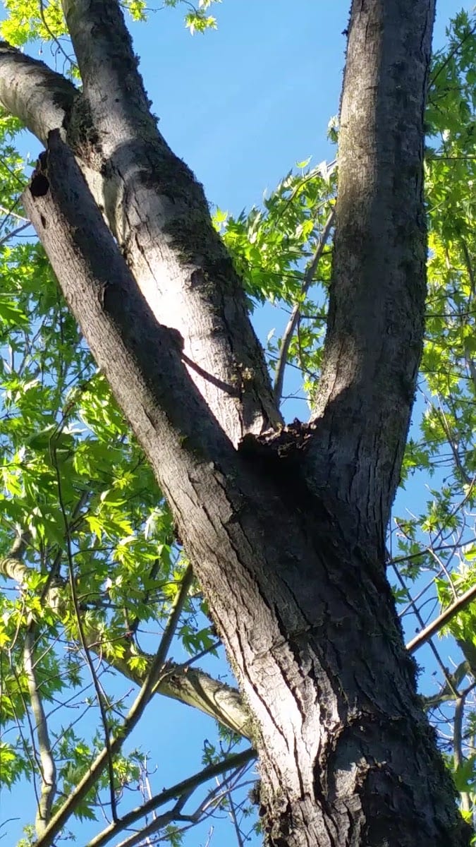 Shurtleff Park, photo 2