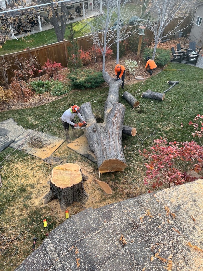 SavATree - Tree Service & Lawn Care, photo 2