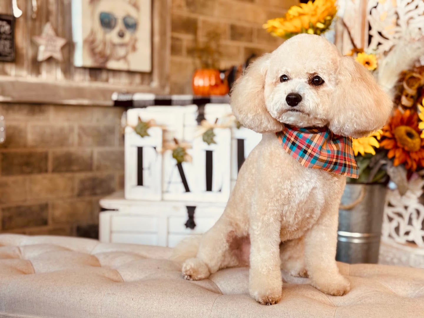 A Clip Above - Pet Styling, photo 4