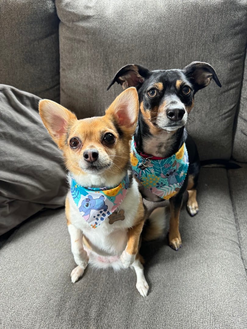 Eva’s Paw Spa LLC, photo 4
