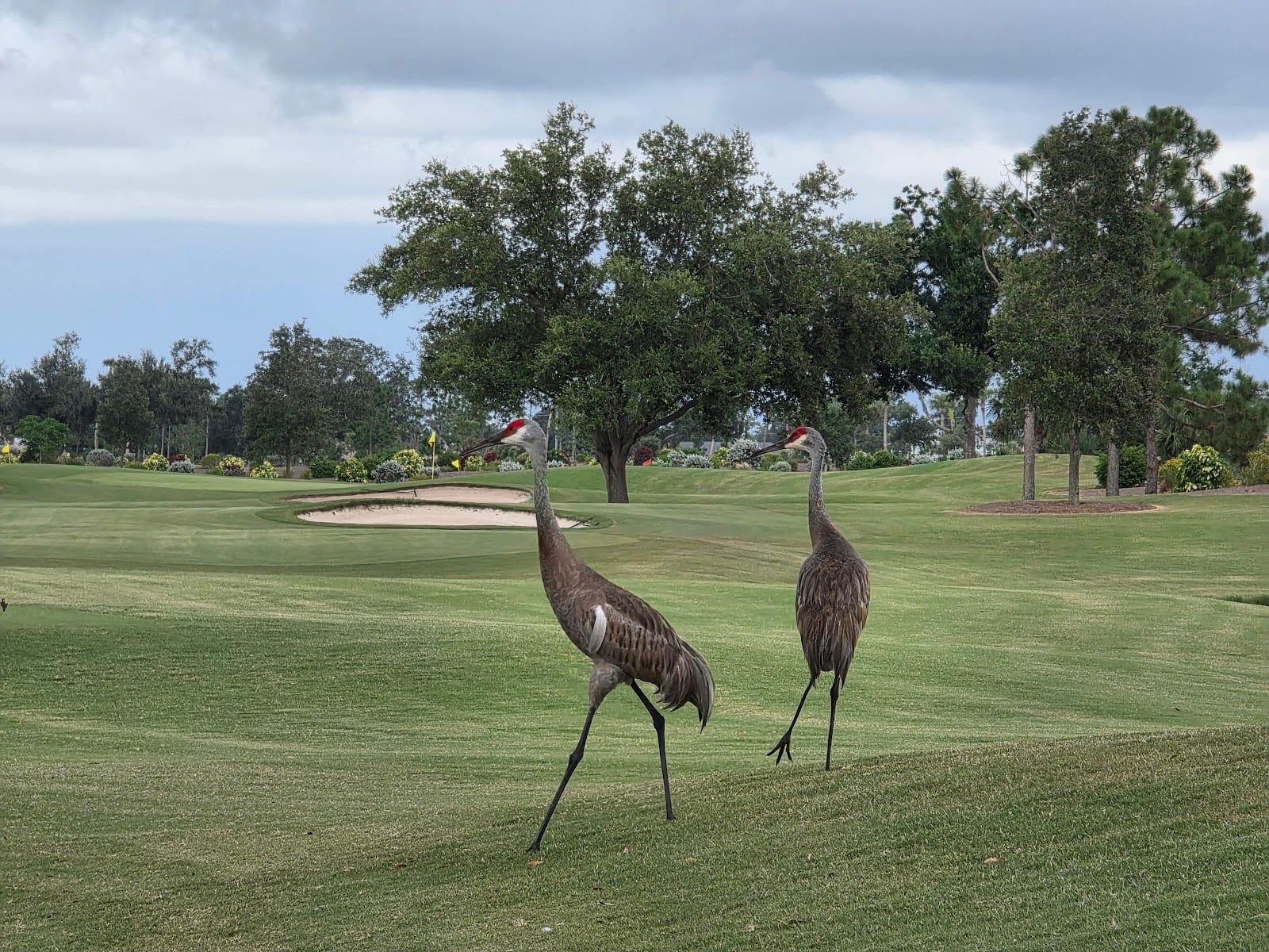 Aileron Golf Club, photo 3