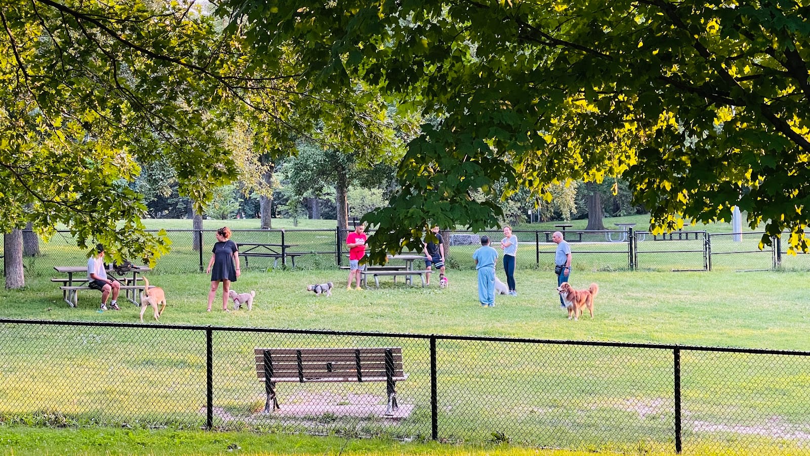 Hand of God Dog Park, photo 3