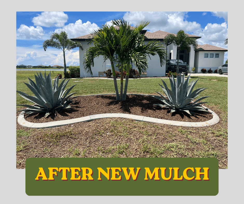 Florida Native Lawn and Tree