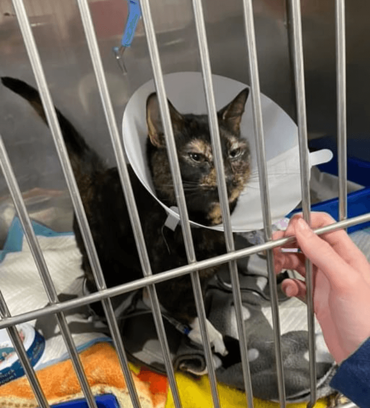 Central Texas Veterinary Speciality and Emergency Hospital- Round Rock, photo 4