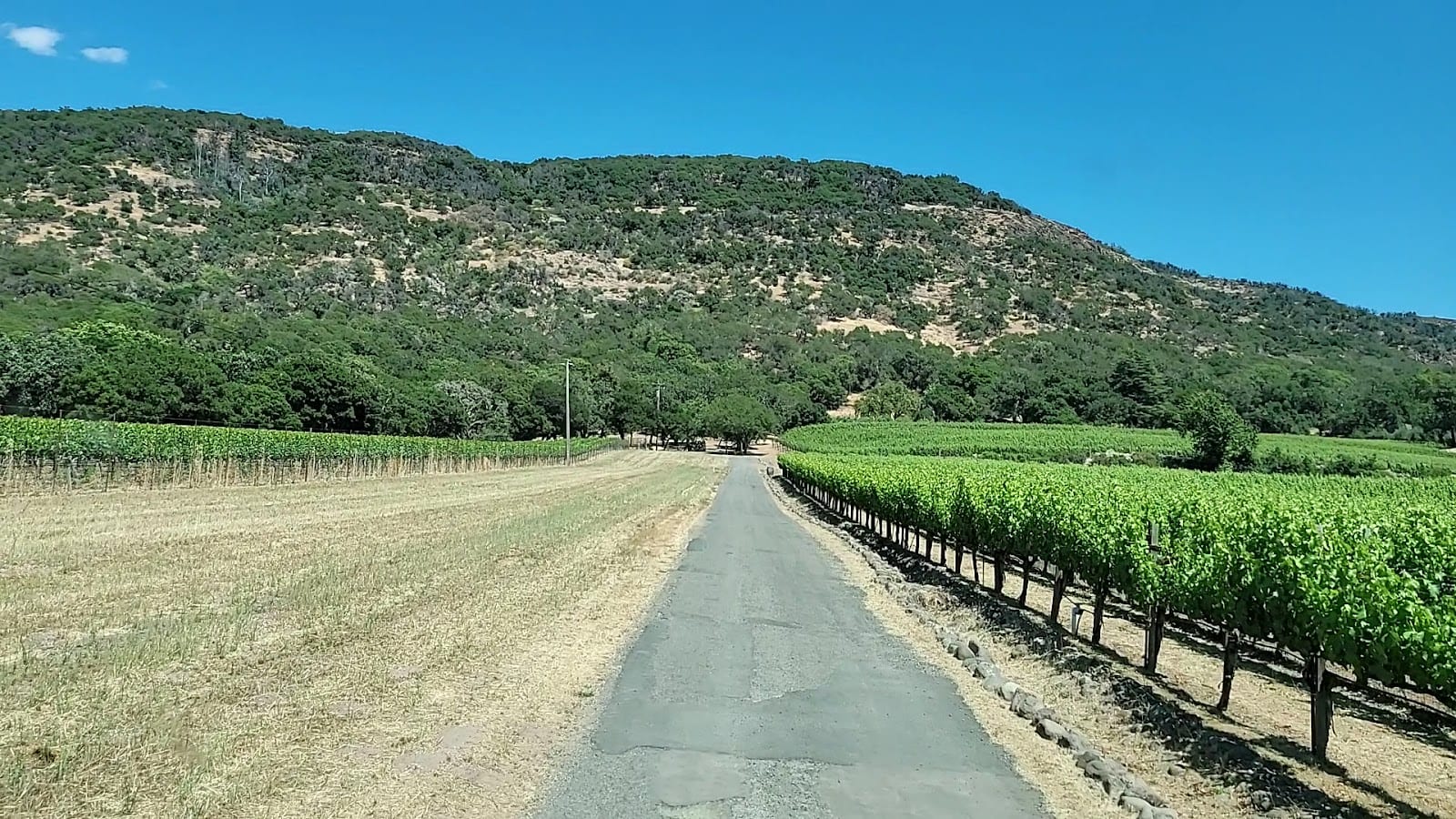 Farella Vineyard, photo 3