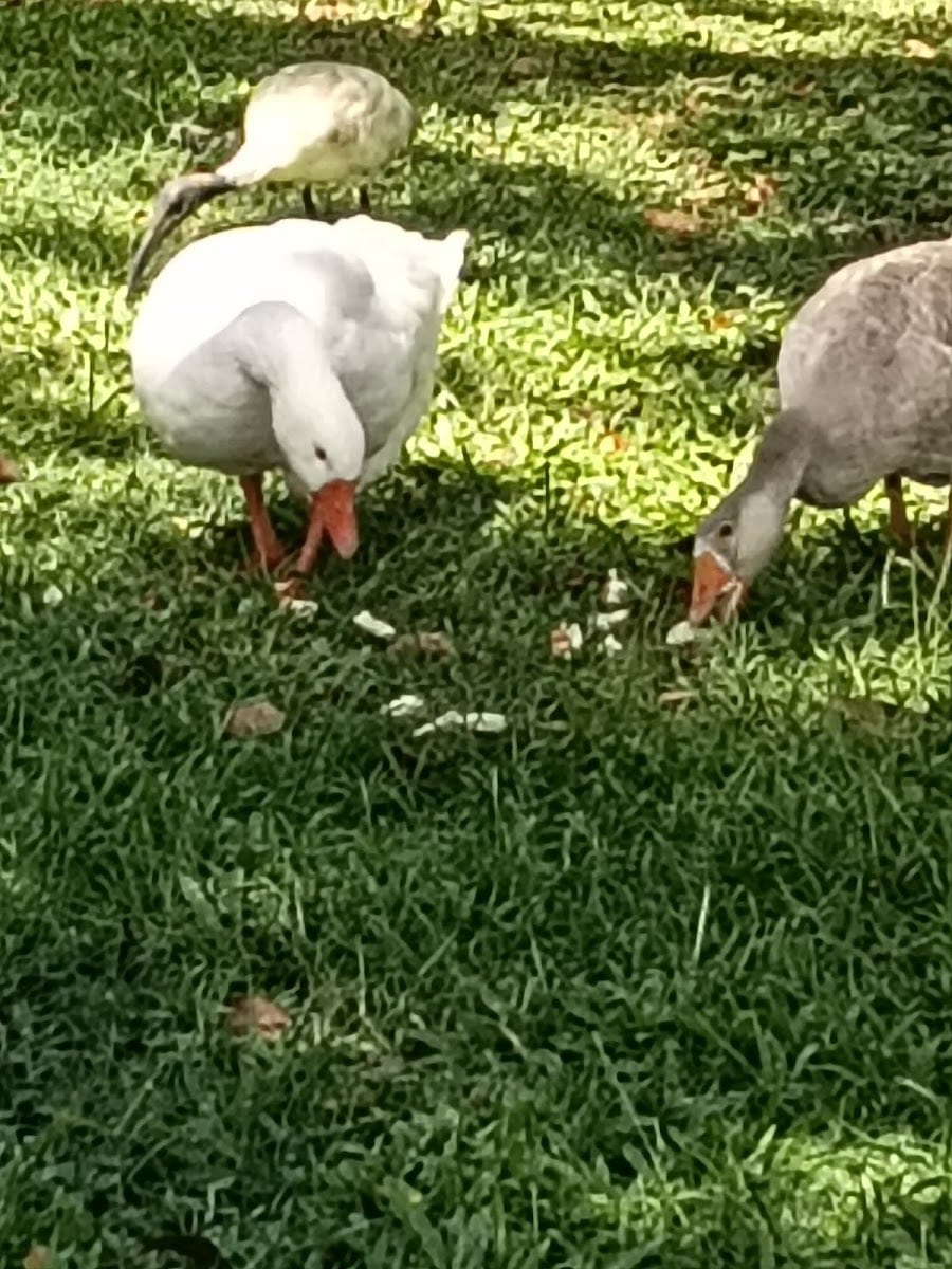 Gooseponds Park
