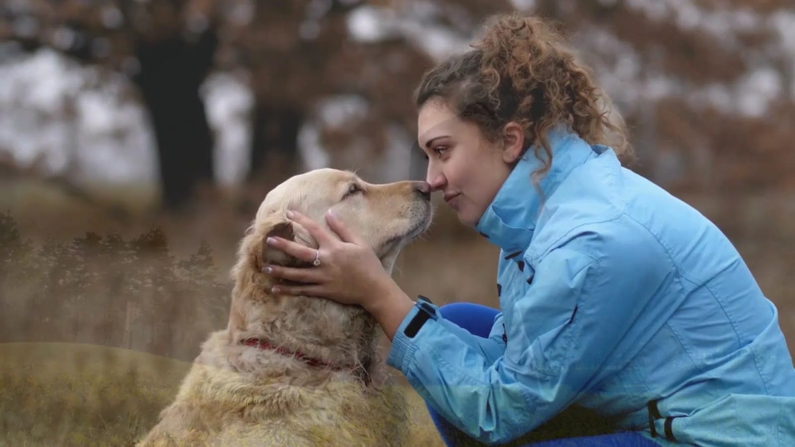 Dog Training Elite Huntsville, photo 3