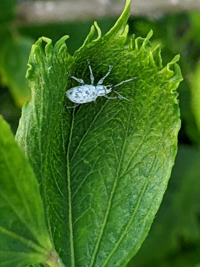 Ranson Pest Control, photo 4