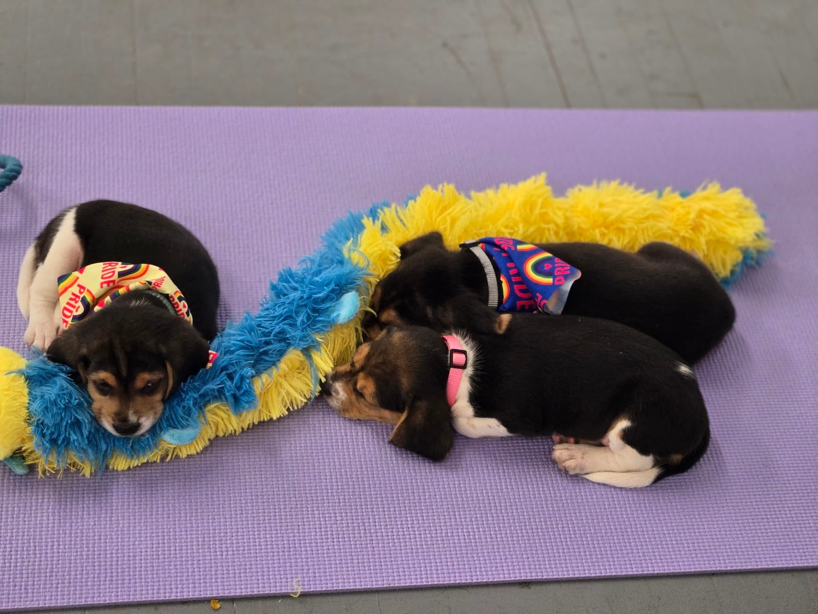 Puppy Yoga Rochester (Puppies Yoga), photo 3