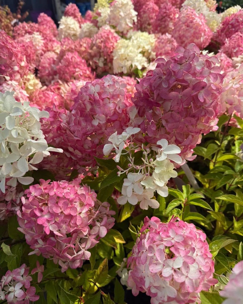 Anderson's Seed & Garden, photo 4
