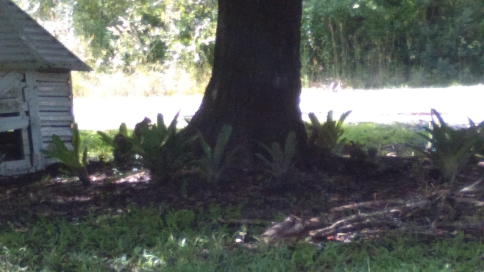 Handy Man Tree Services.