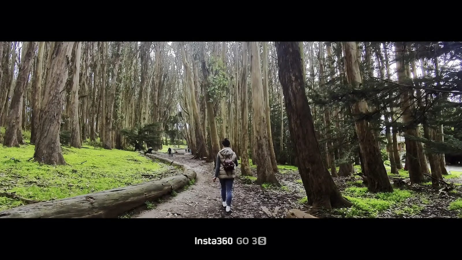 Lovers’ Lane at the Presidio, photo 2