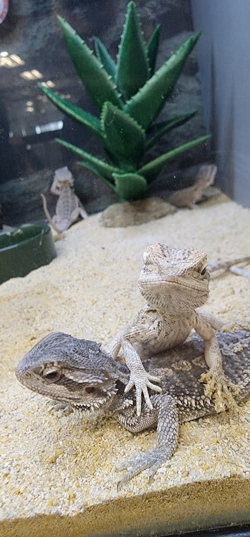 Petco, photo 4