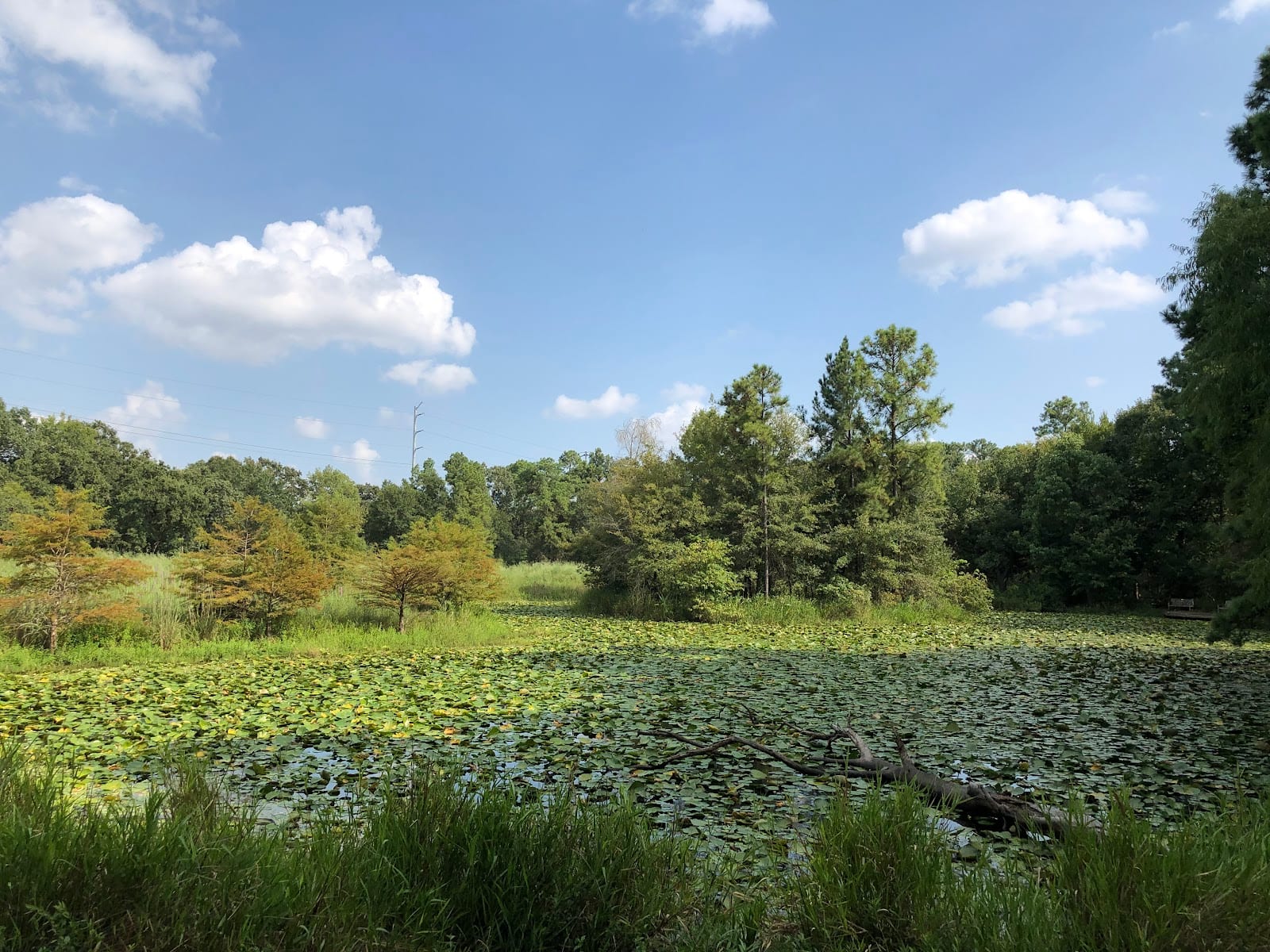 Arboretum Lake, photo 3