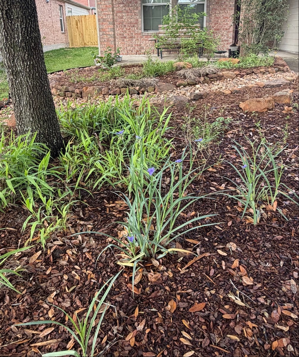 Fringe Gardens