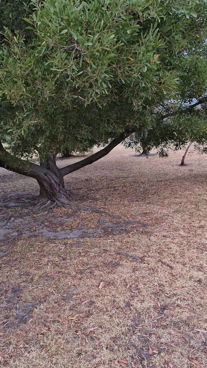 Leash free area (fenced), photo 2