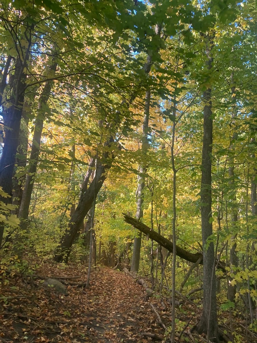 Collin Court Trail
