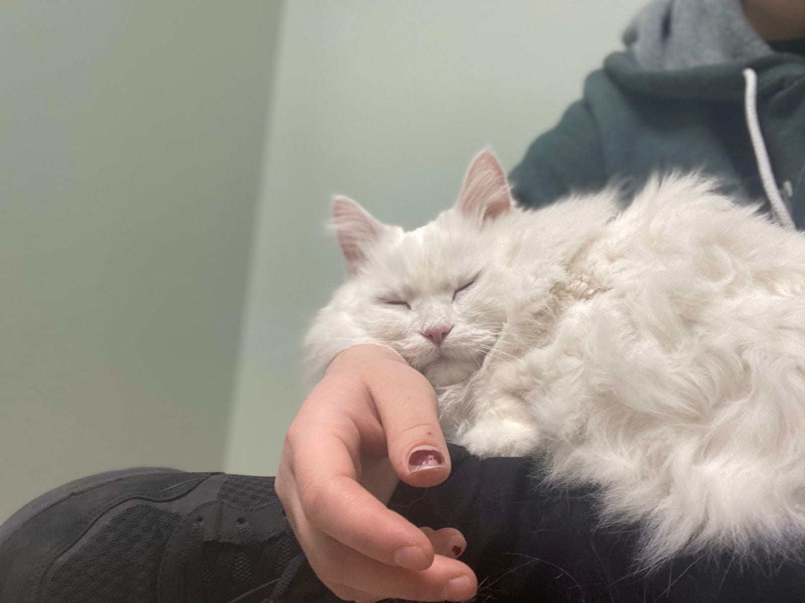 Cats & Critters Veterinary Hospital, photo 4