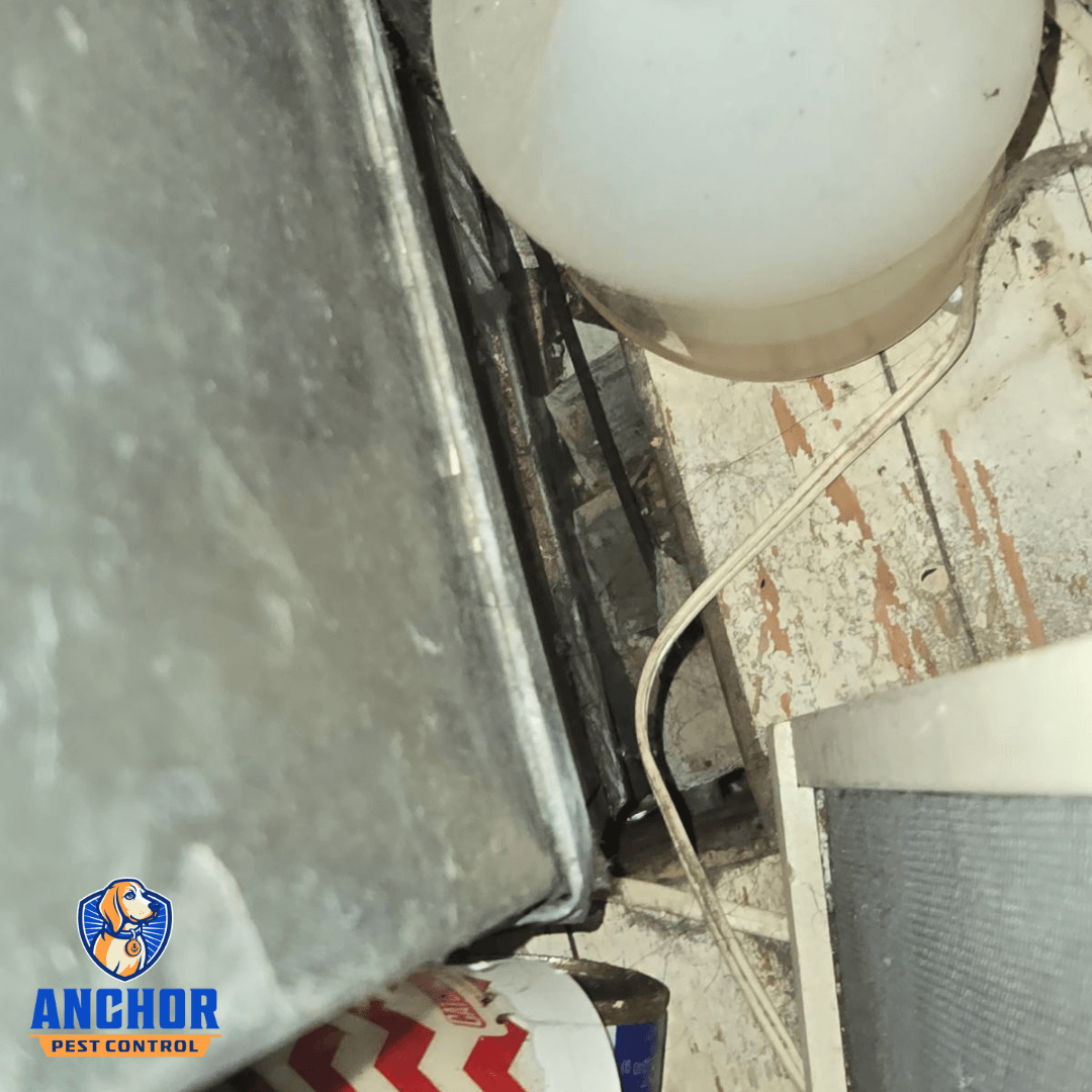 Anchor Pest Control