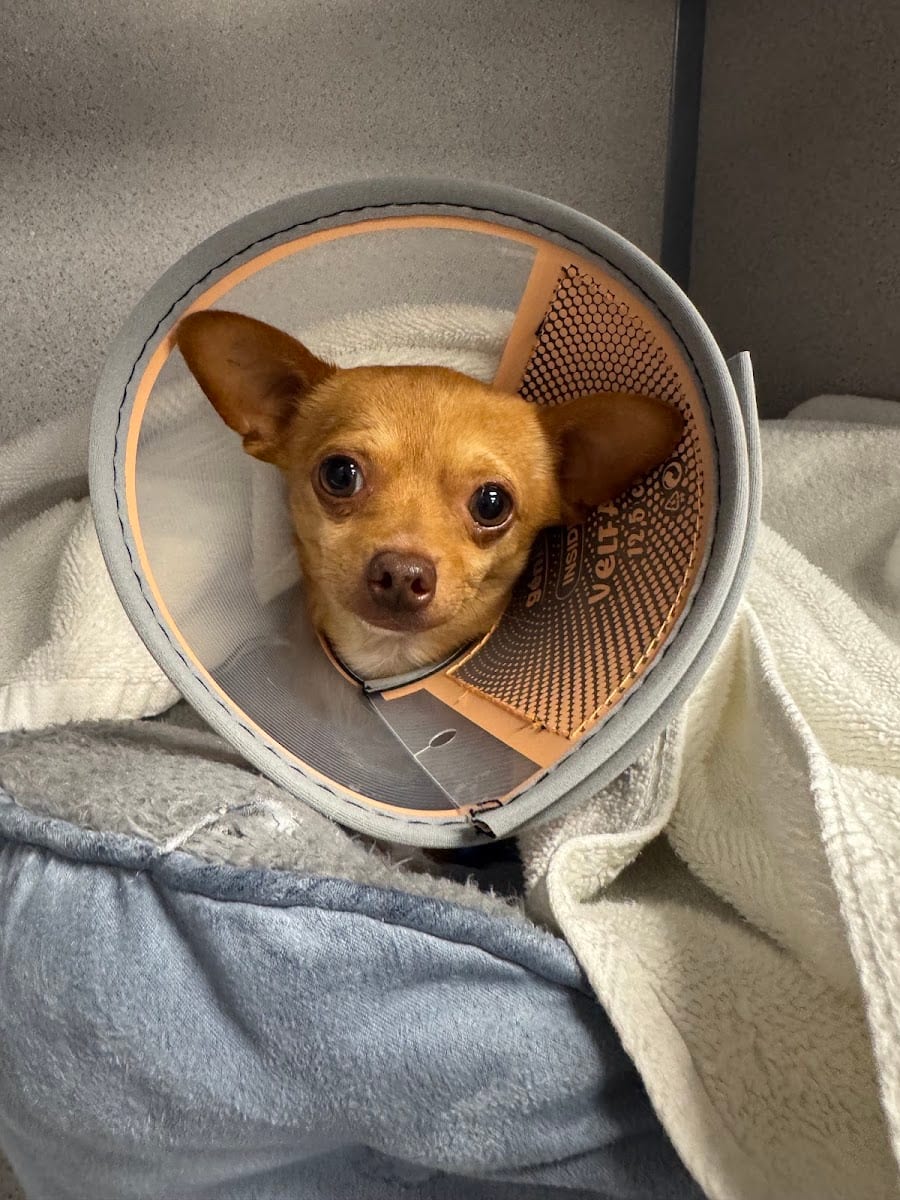 Atlas Pet Vets, photo 4