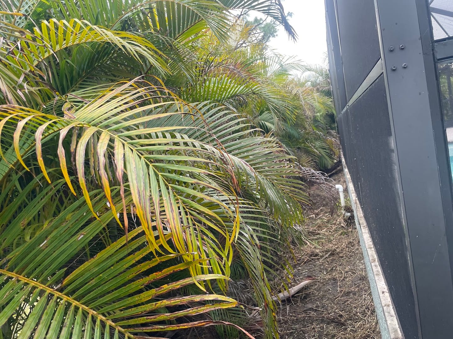 Carrillo Landscaping, photo 3