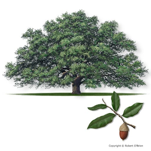 Brenham Trees