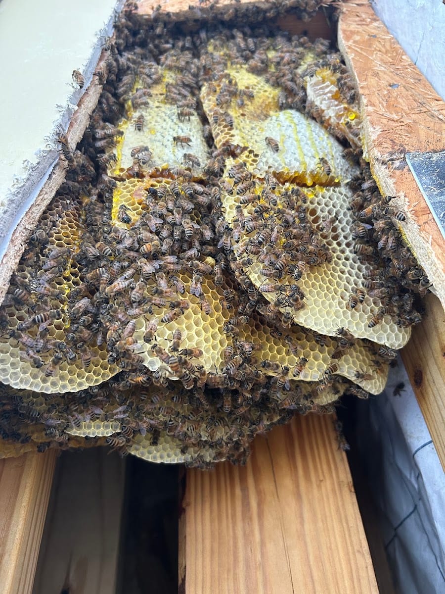 Sarasota Bee Removal Inc - Bee Removal, Bee Control, Honey Bee Removal, Wasp, Hornet, Yellow Jacket, photo 4