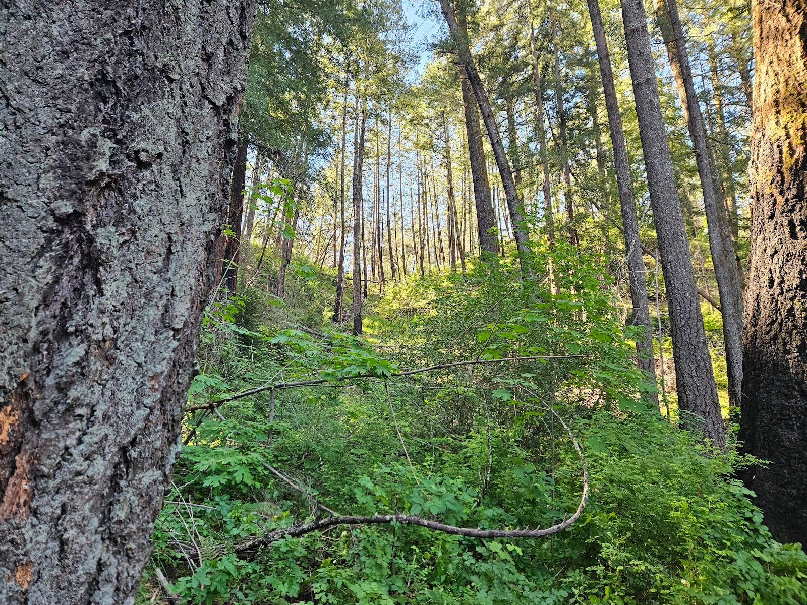 Trailhead for Redwood Trail in Bothe-Napa Valley State Park