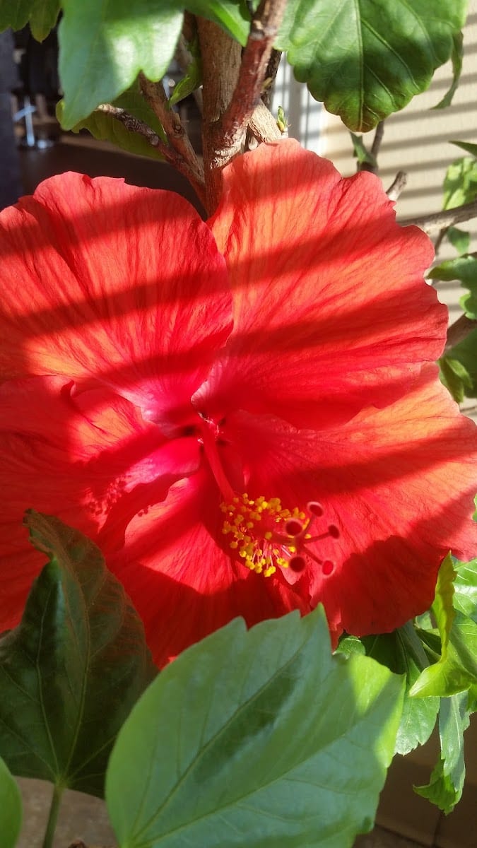Lotus Day Spa, photo 3