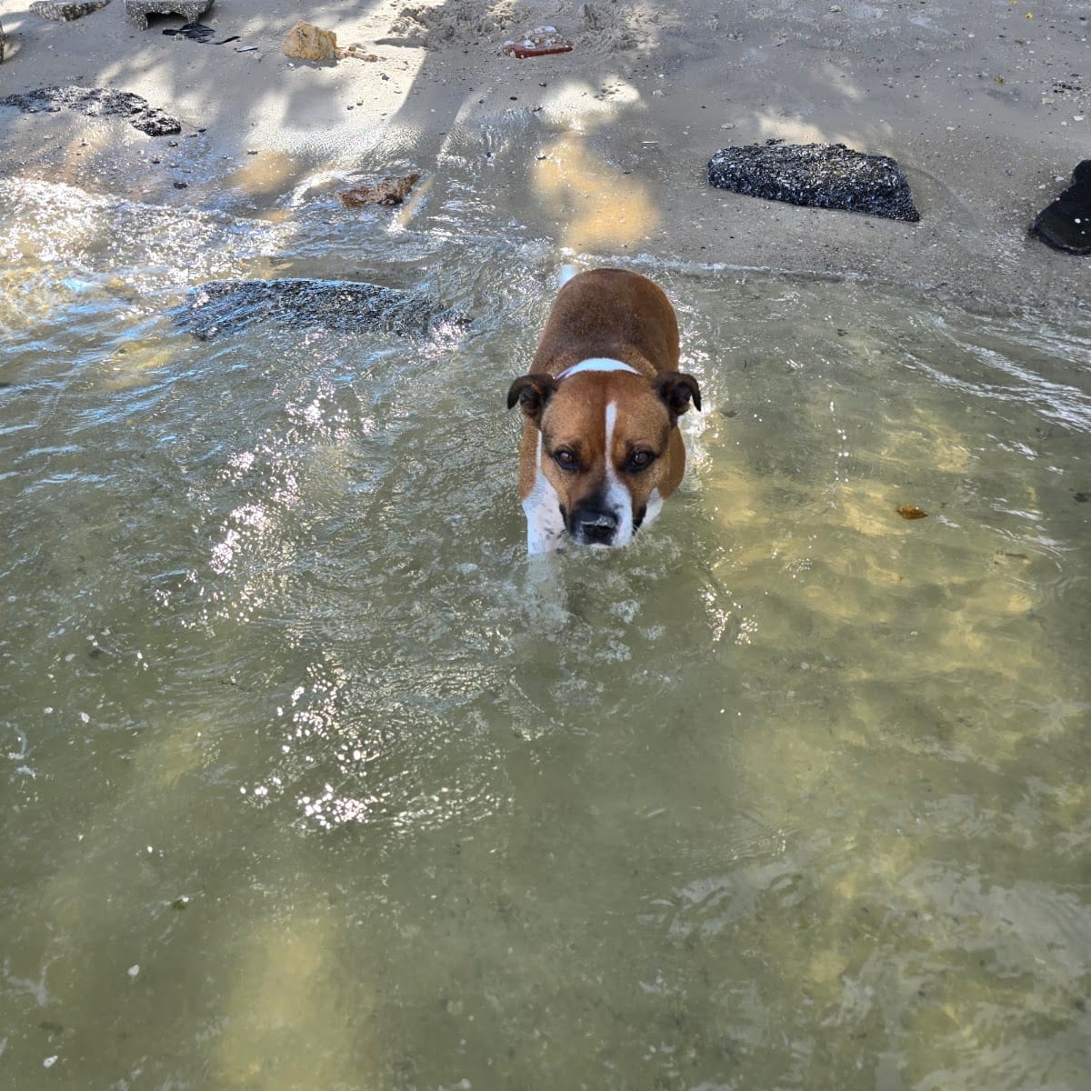 Davis Dog Beach