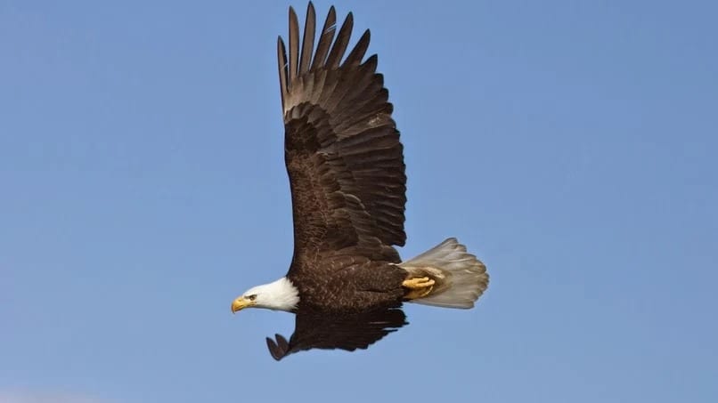 Eagle Transmission and Auto Repair, photo 2