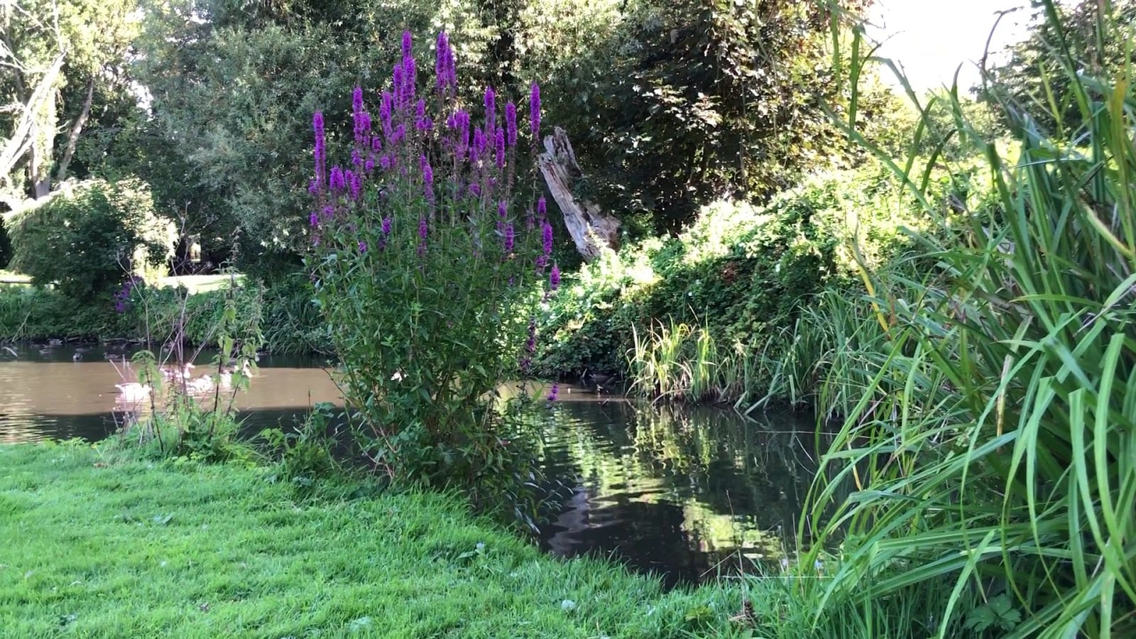 Wensum Park, photo 3