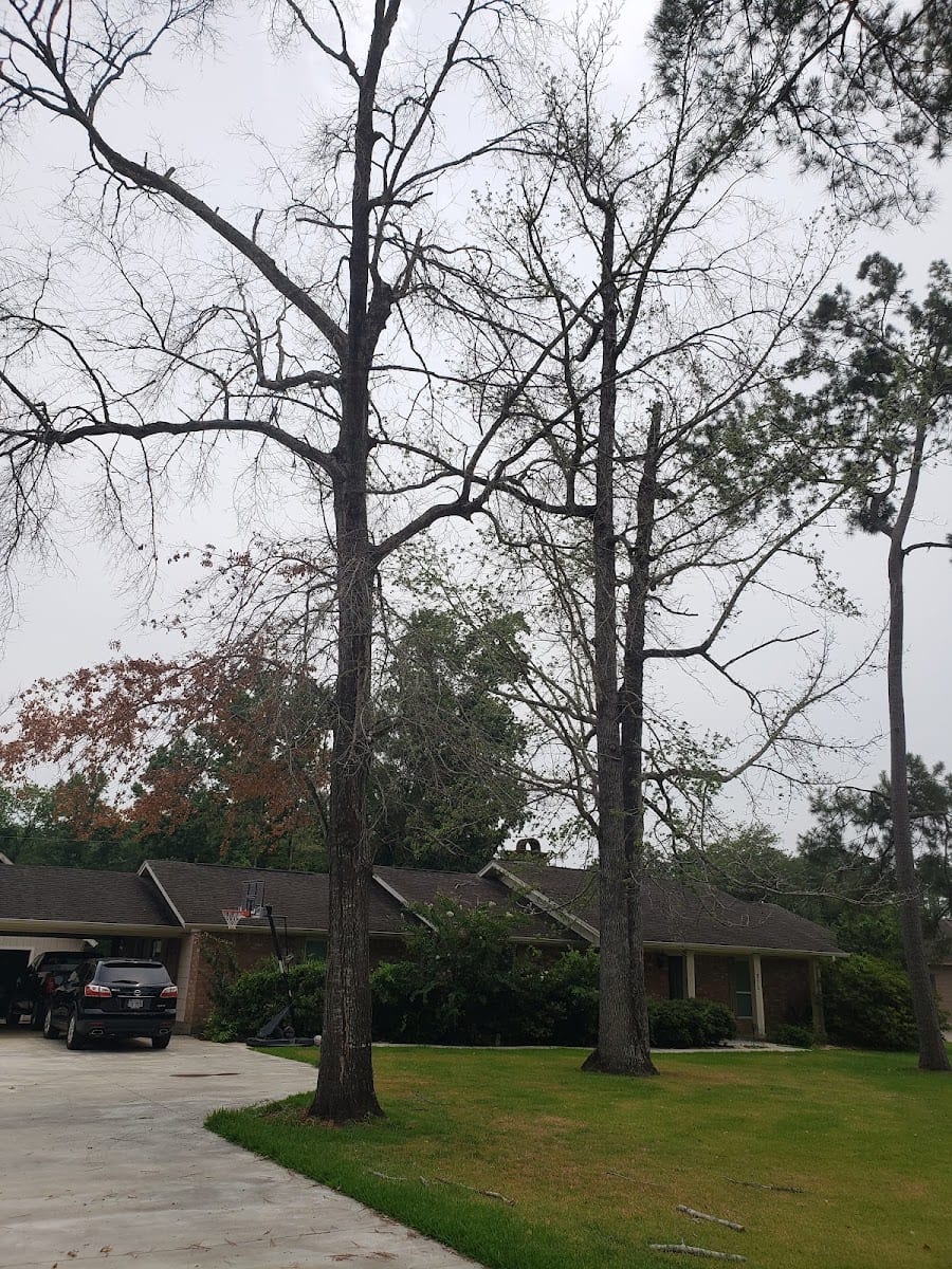 Hagan tree services, photo 3