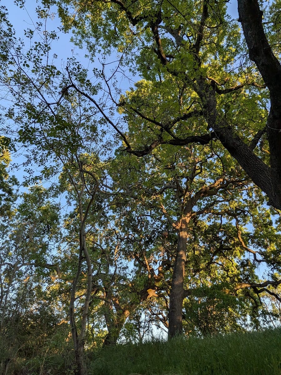 Garfield Park, photo 2