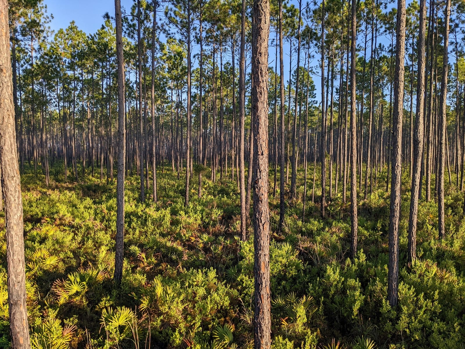 Belmore Wildlife Management Area