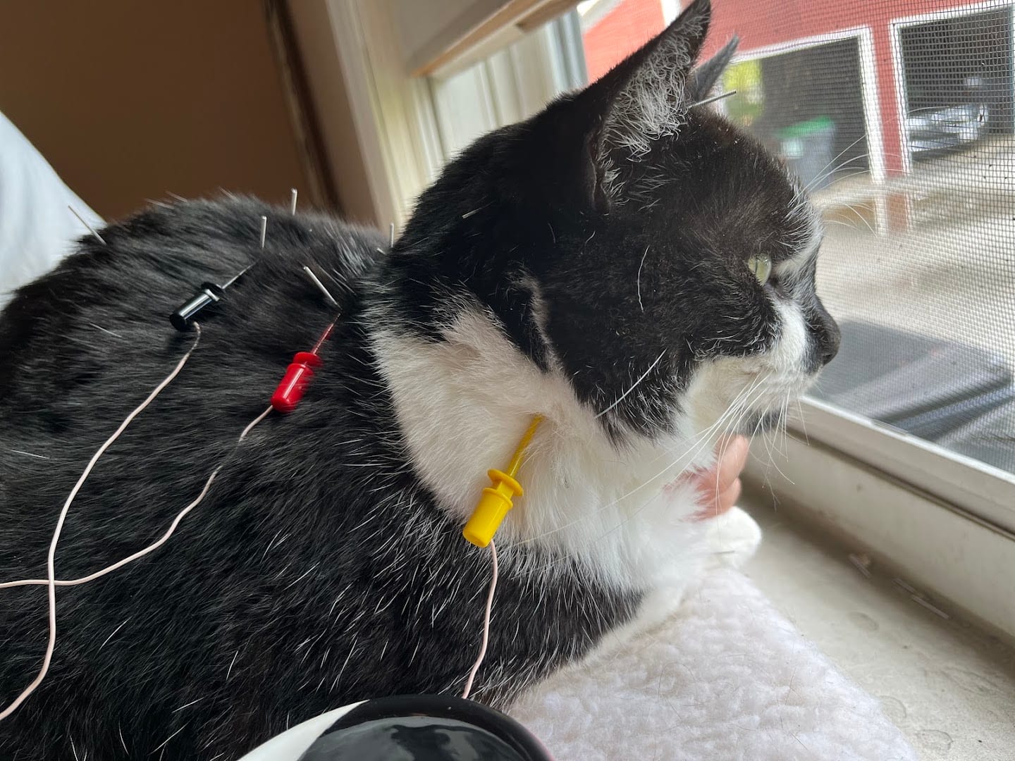 Ancient Arts Veterinary Acupuncture, photo 3