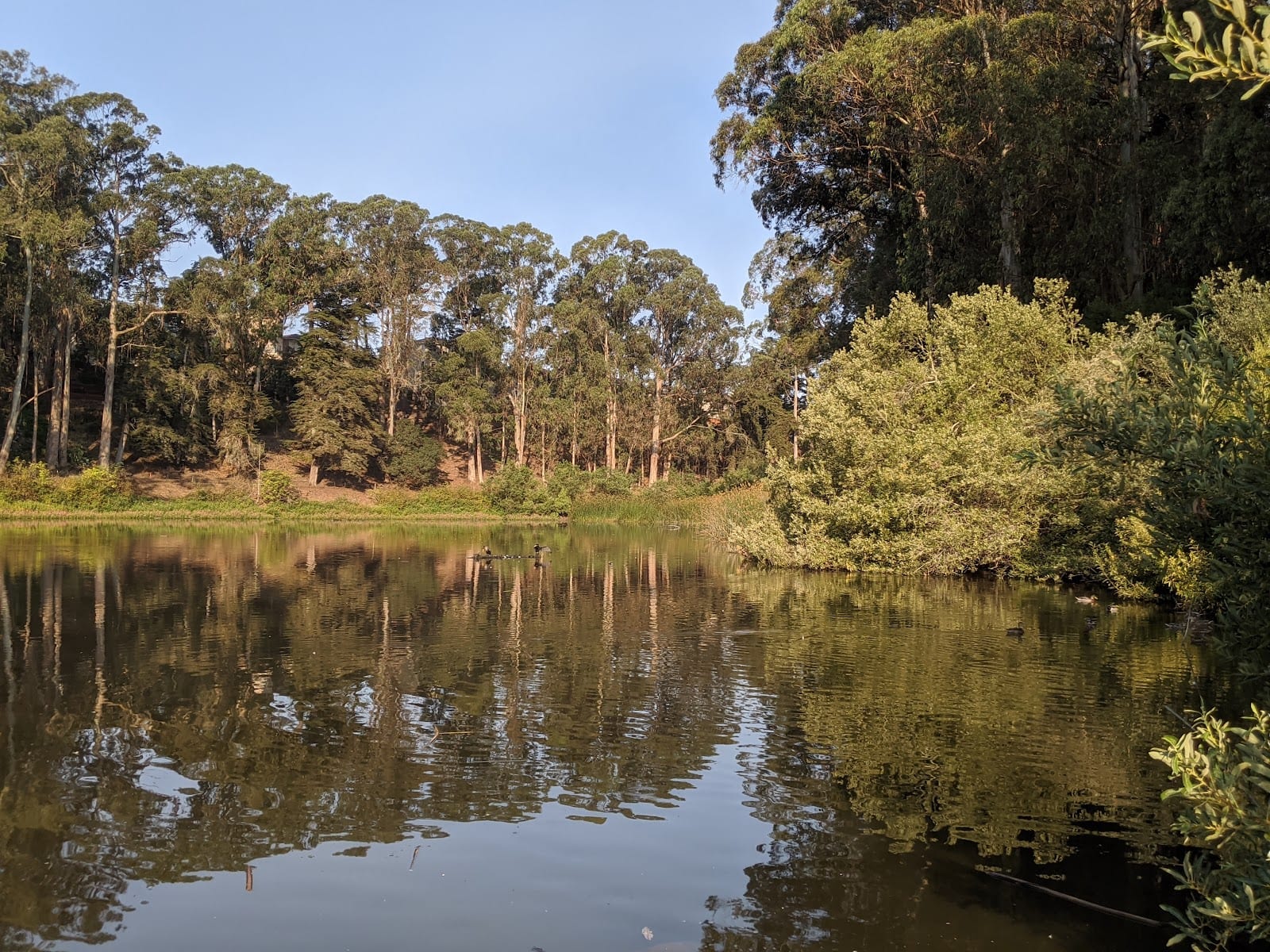 Dog Park | Pine Lake Park