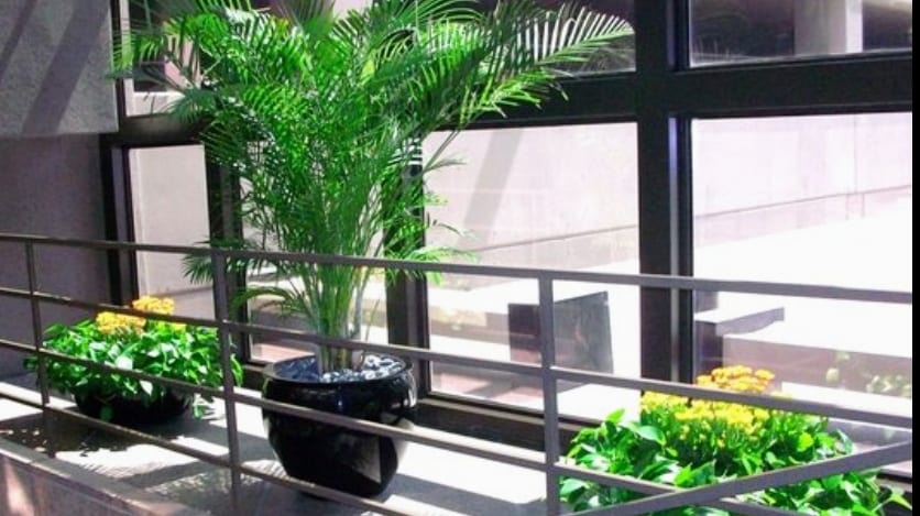 Paradise Plants Company