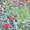 Barnaby Baker Garden Design