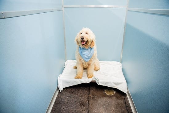 The Pawms Pet Resort Madison