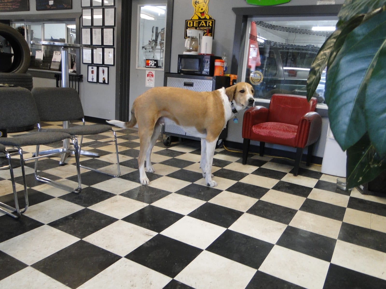 Woolsey's Tire Brake & Alignment, photo 3