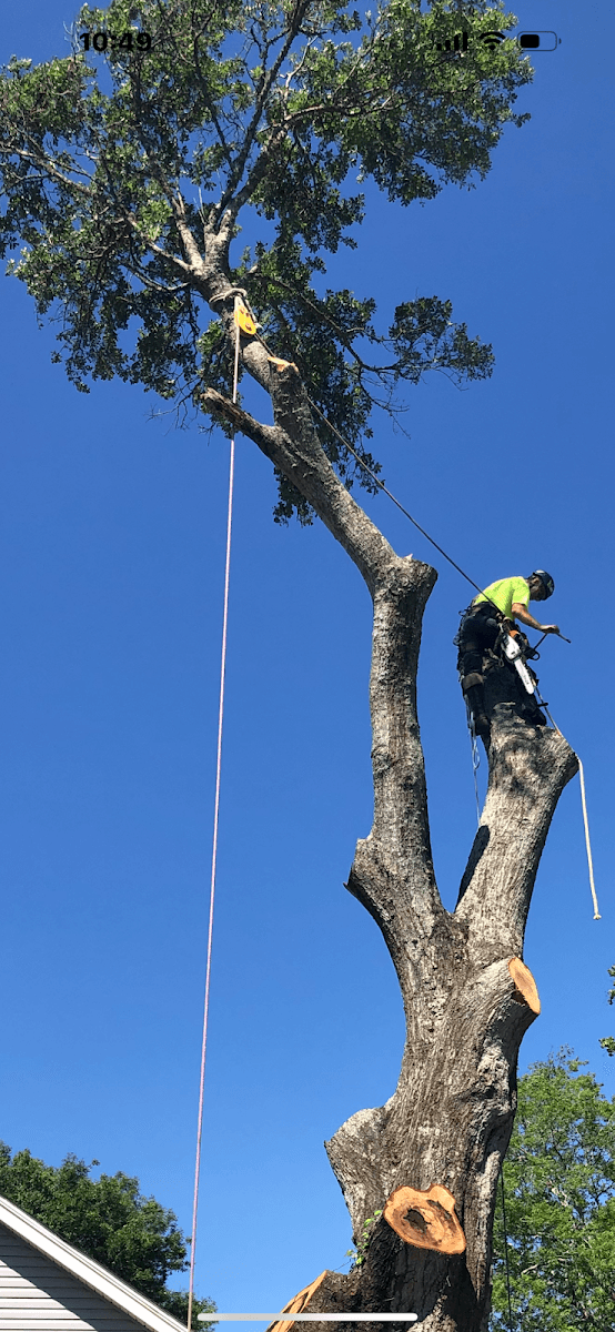 Environmental Tree Service LLC, photo 4