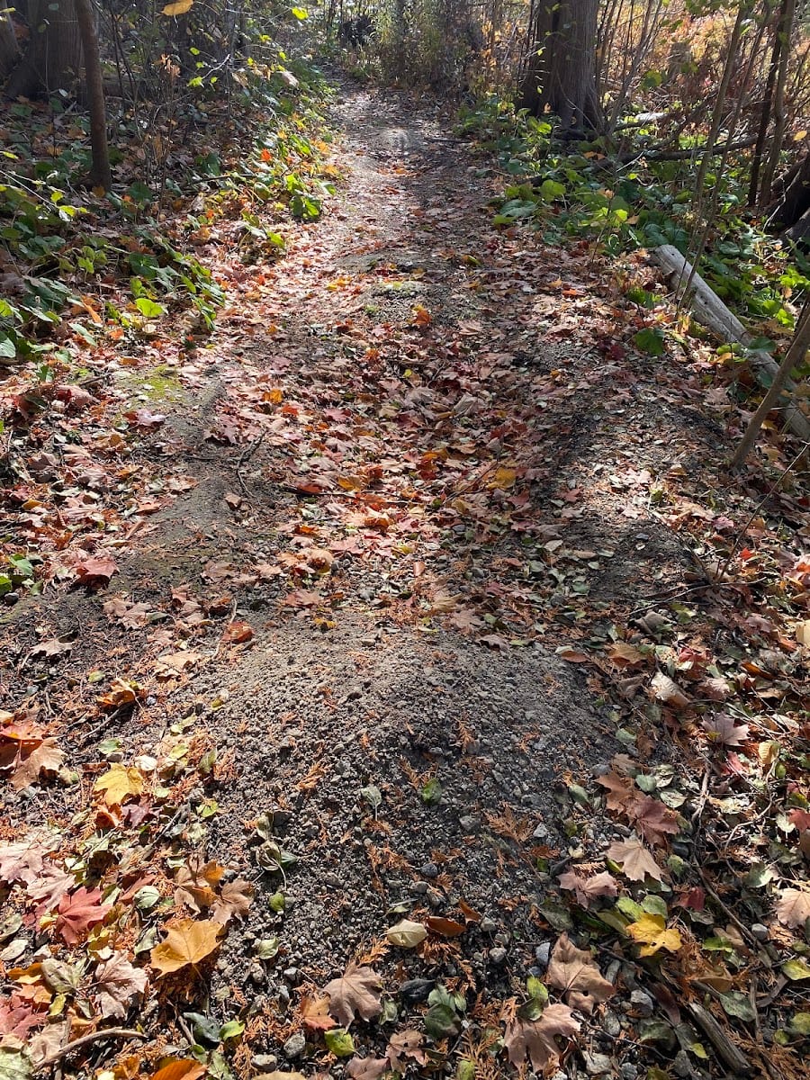 Mountain Biking Trail, photo 3