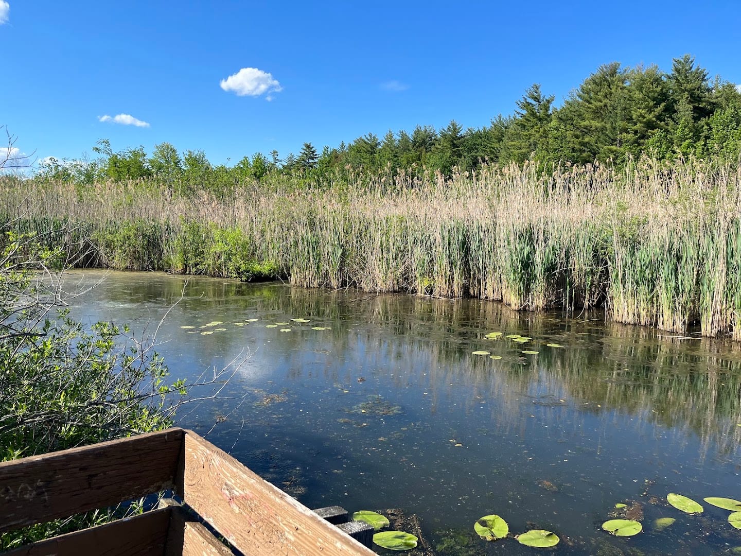 Bog Meadow Brook Nature Trail, photo 3