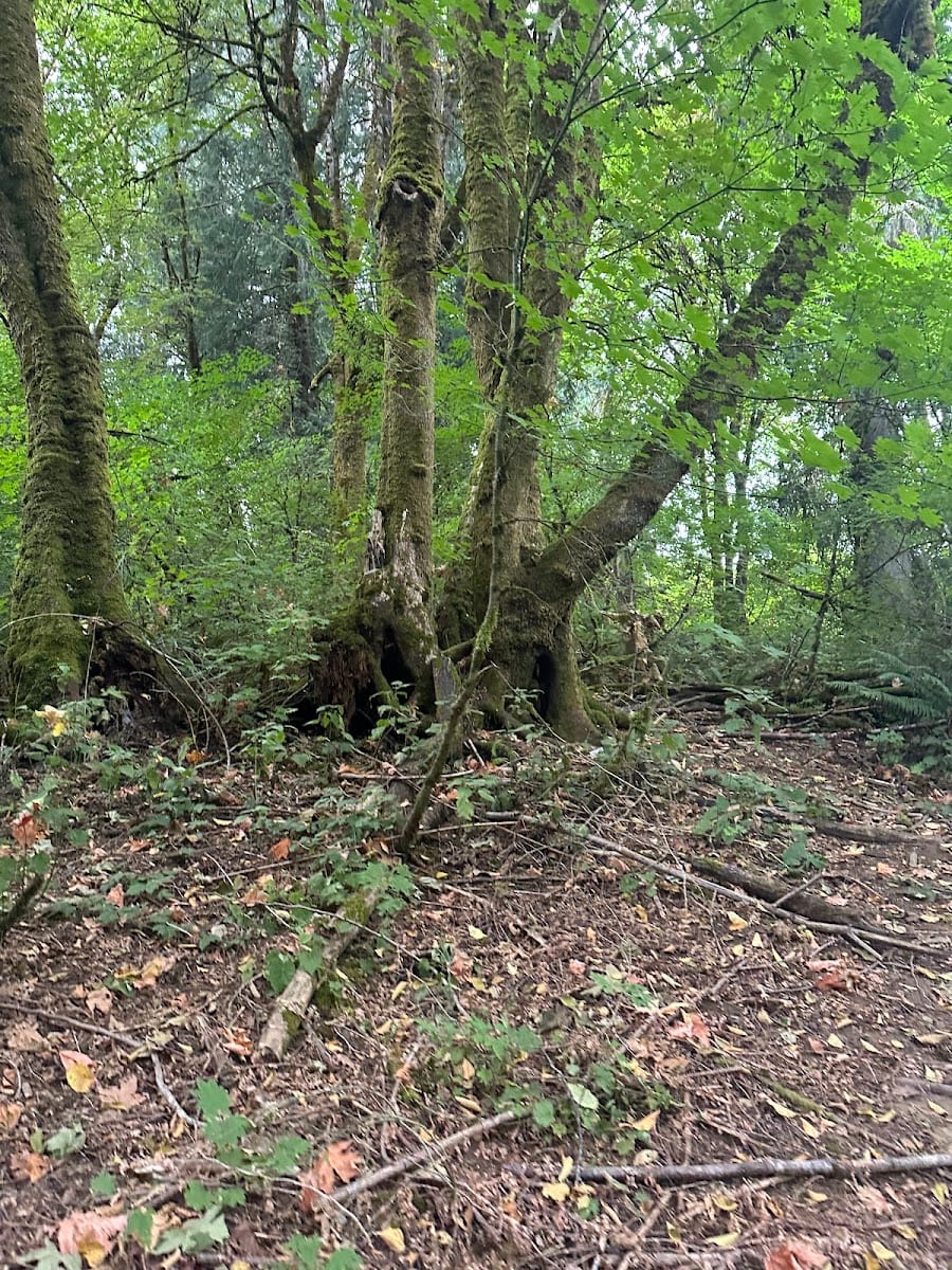 Karen Fraser Woodland Trail connection Onyx Street