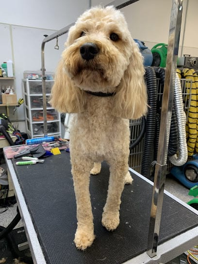 Ace Grooming By Sara