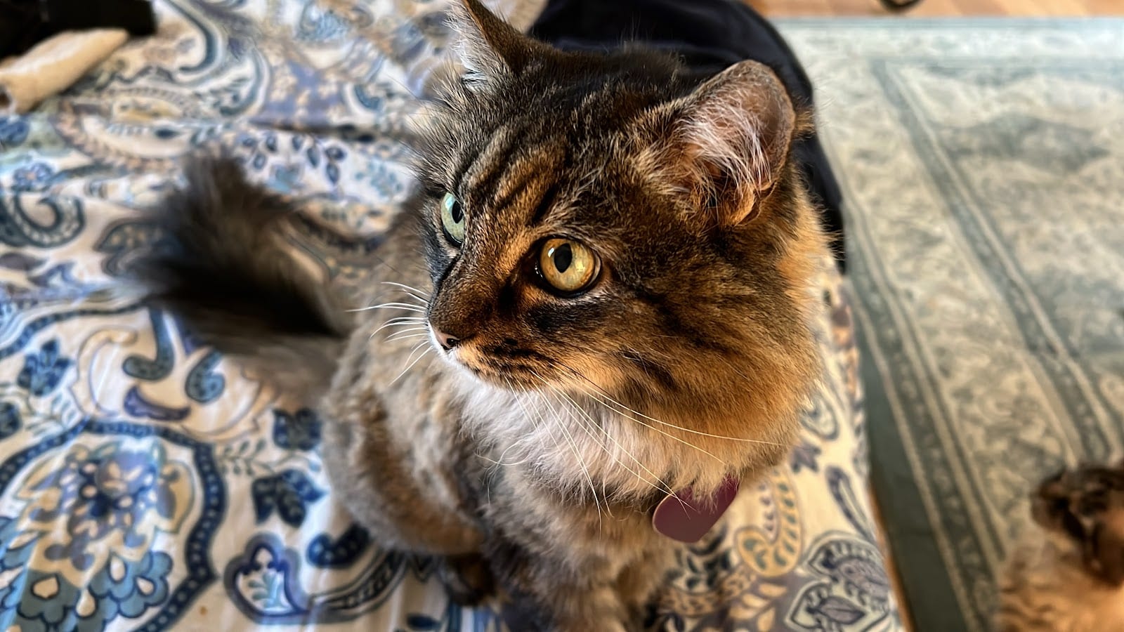 Silverado Veterinary Hospital