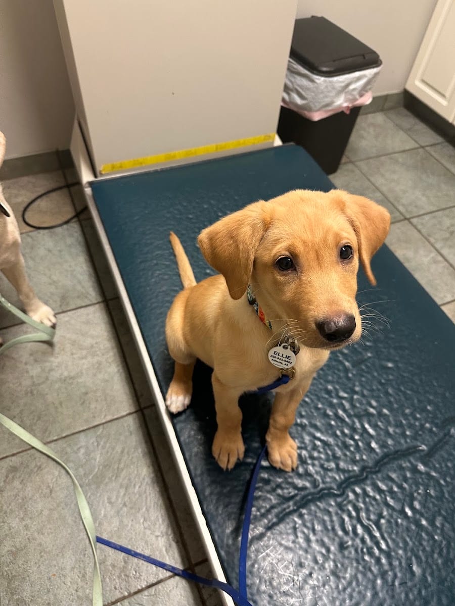 Madison Animal Care Hospital, photo 3