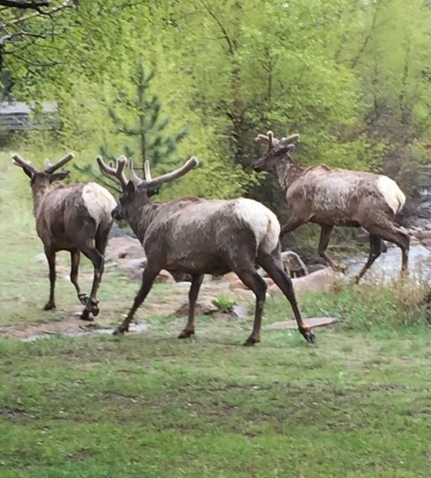 Bear Creek TWO by Notable Vacation Rentals, photo 4